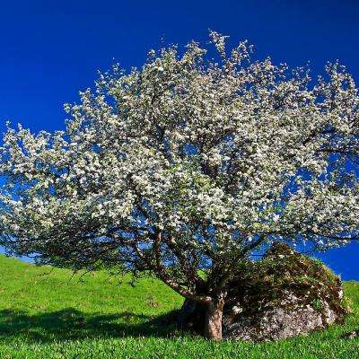 澳门·新葡澳京